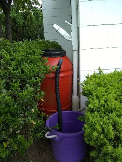 Saving Water in the Garden: Rain Barrels