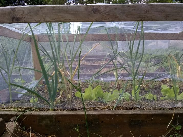tulle frame for protecting the garden from insect damage