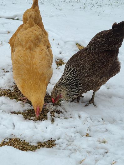 How We Keep Our Chickens Warm in Winter