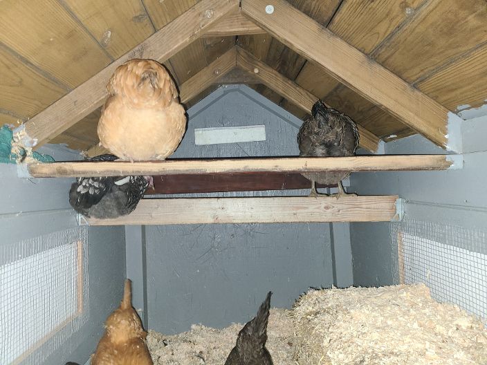 How We Keep Our Chickens Warm in Winter